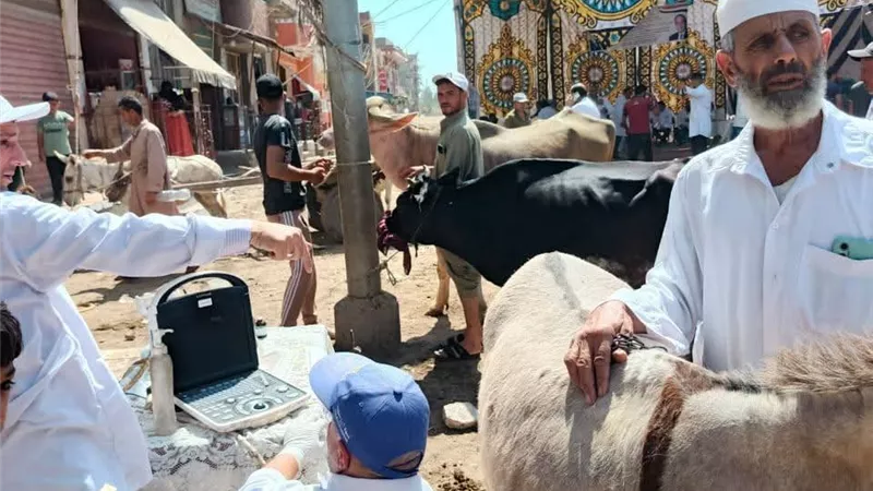 طفرة بيطرية بكفر الشيخ.. تشخيص وعلاج 7 آلاف رأس ماشية لتعزيز الأمن الغذائي