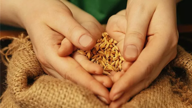 كل ما تريد معرفته عن زكاة القمح.. مركز الأزهر للفتوى يوضح 