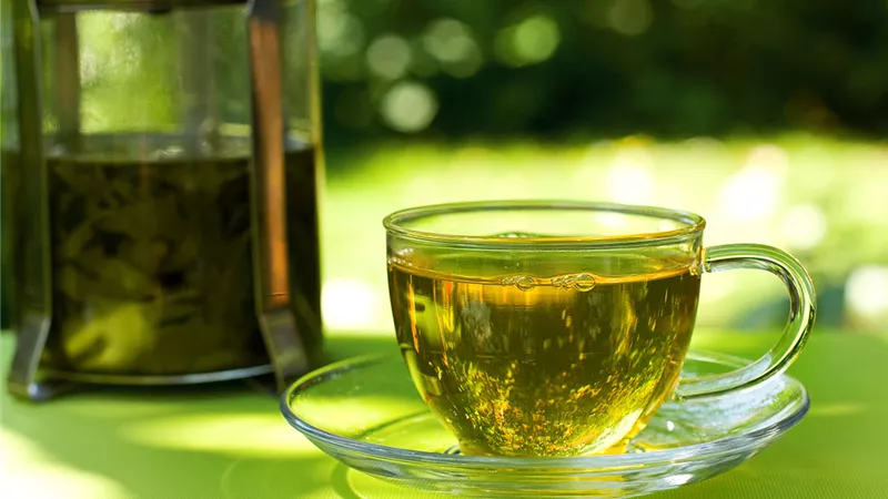 الشاي الأخضر لضبط السكر في الدم 