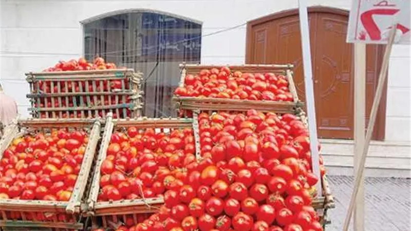 الطماطم بـ 20 جنيهًا.. تعرف على أسعار الخضروات في المنيا اليوم