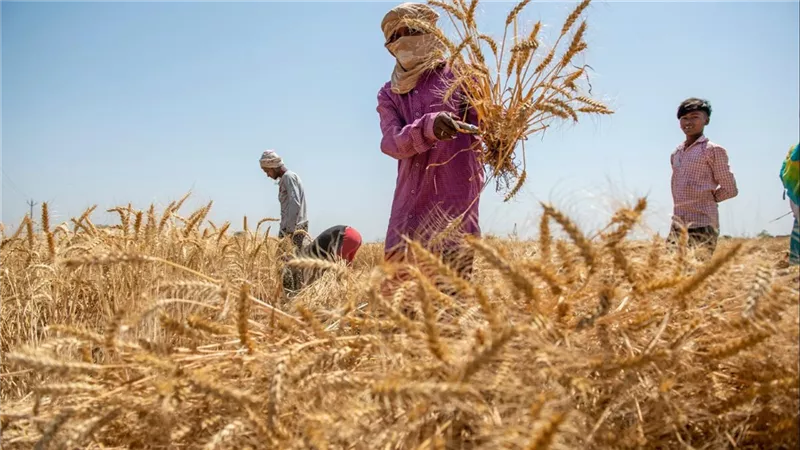 مركز المناخ: التغيرات المناخية أدت لزيادة معدلات الإصابة بالآفات الزراعية