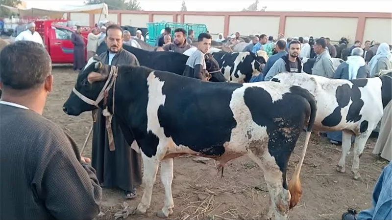 قفزة جديدة بأسعار الأضاحي واللحوم في المنيا قبل عيد الأضحى المبارك