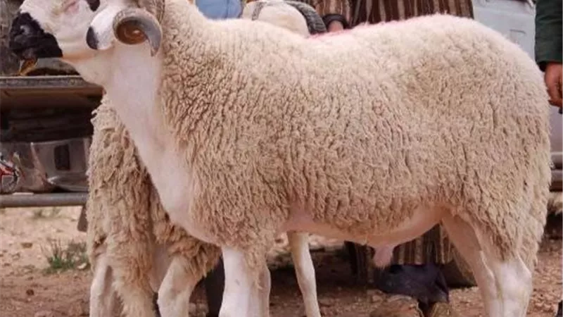 ما هي أنواع الأضاحي الشرعية؟.. أمين الفتوى يوضح يكشف عنها