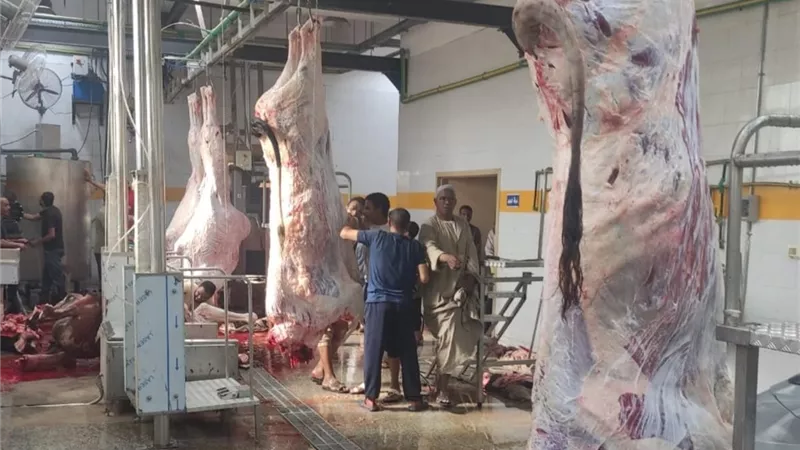 بتكلفة  21.7 مليون جنيه..  بدء التشغيل التجريبي لمجزر دراو بمحافظة أسوان 