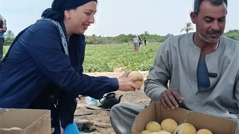 «الحصاد» يعيد الحياة للحقول.. «إيجبتك» داخل مزارع الكانتالوب بالإسماعيلية 