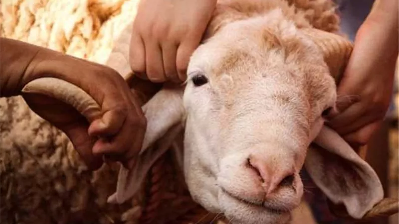 فضل يوم النحر وسبب تسميته بيوم الحج الأكبر.. دار الإفتاء توضح 