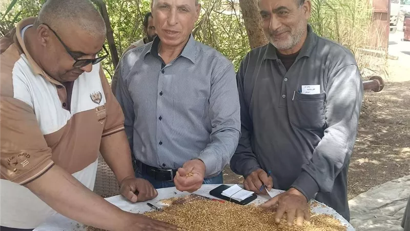 بالأرقام.. الدقهلية تنجح في توريد 205 آلاف طن قمح لمواقع التخزين