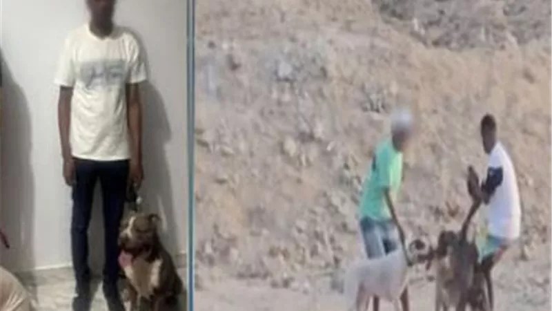القبض على المتهمين بتصوير فيديو «مصارعة كلاب الحراسة مع كلب ضال» بالغردقة