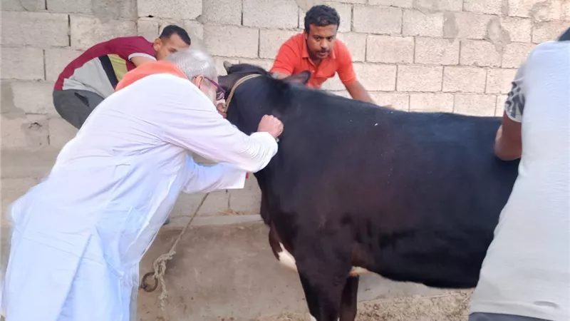 خطوات وضوابط نقل الماشية والدواجن والذبح الآمن والرحيم داخل الجمهورية