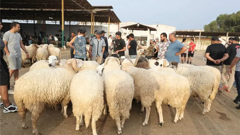 قبل عيد الأضحى.. كيف نجحت الدولة في تلبية احتياجات المواطنين من الأضاحي؟