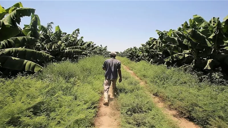 مركز المناخ يوجه نصائح للمزارعين بعد اعتدال الطقس