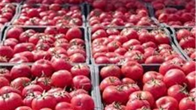 زراعة المنيا تكشف أسباب قفزة أسعار الطماطم بالمنيا إلى 50 جنيهًا للكيلو