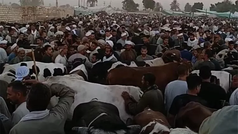 مفاجأة بأسواق المنيا.. أسعار الضأن والماعز تتصدر الارتفاعات قبل عيد الأضحي