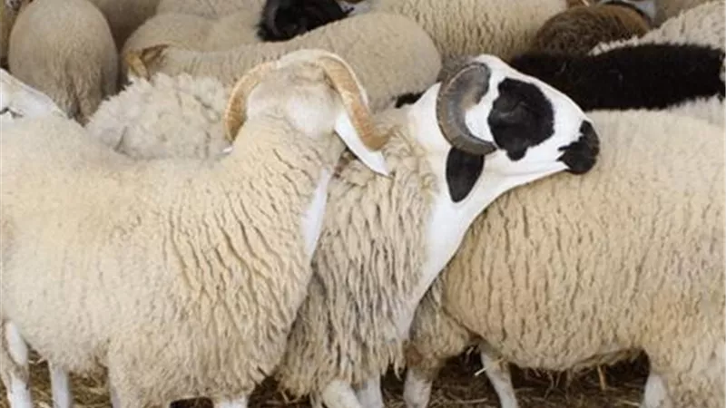 كيف تختار أضحية العيد بعناية؟.. وزارة الصحة تُجيب