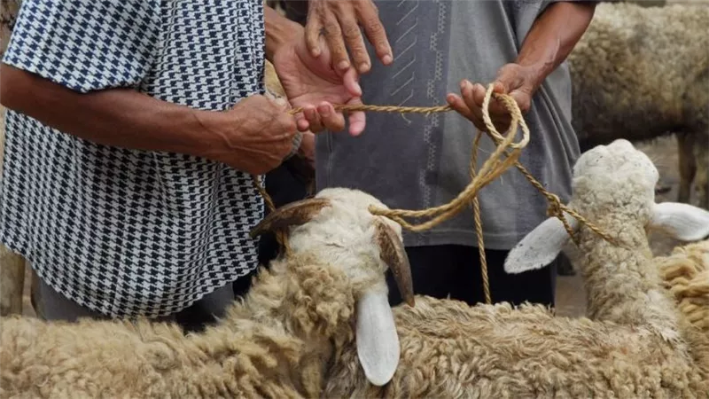 «بعد نذر الأضحية لله».. ما حكم بيعها عند التعثر المالي؟
