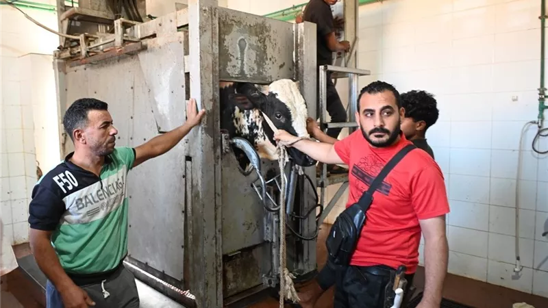 محافظ جنوب سيناء يتفقد المجزر الآلي بطور سيناء ويوجه بانتظام العمل