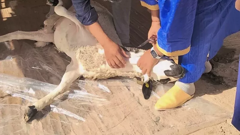 ذبح الأضُحية ليلًا جائز ولكن بشروط.. دار الإفتاء تحسم الجدل 