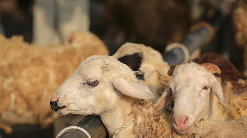  الصحة تحدد اشتراطات ذبح الأضاحي الآمنة  لحماية الأسرة خلال عيد الأضحى