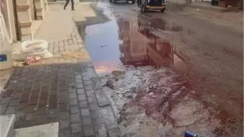 تحرير محاضر للمخالفين.. المنوفية تتصدى للذبح العشوائي بالشوارع خلال العيد