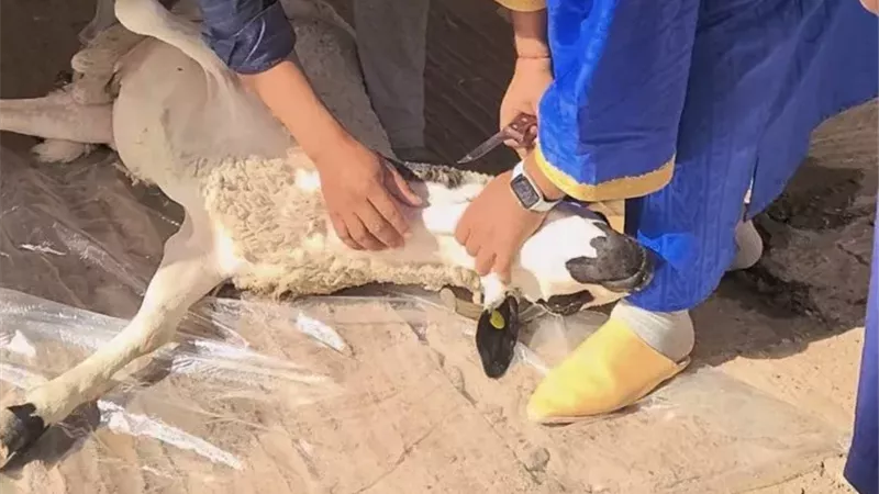 هل تصوير ذبح الأضحية حرام؟.. دار الإفتاء تجيب