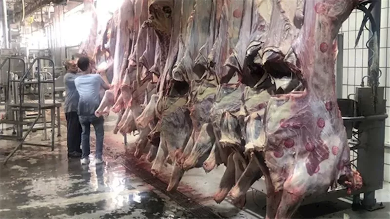  ذبح 7681 أضحية بالمجازر الحكومية 