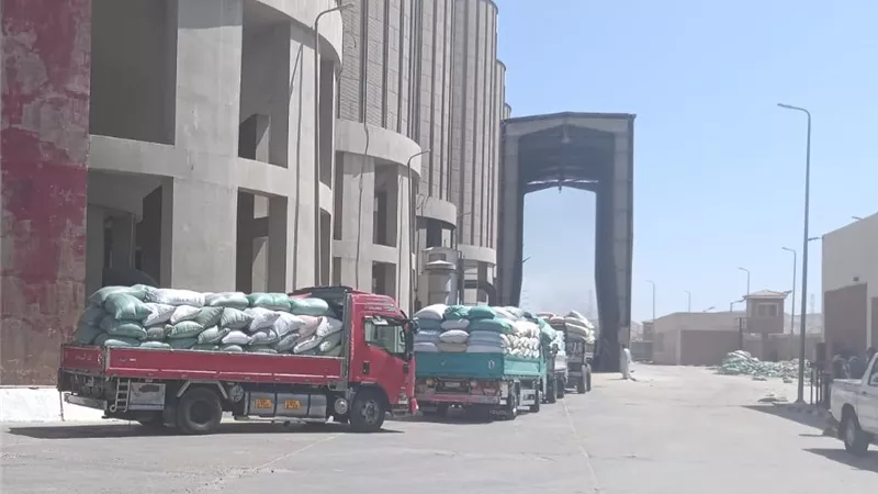 مؤشرات قياسية.. توريد أكثر من 216 ألف طن قمح بصوامع وشون أسيوط