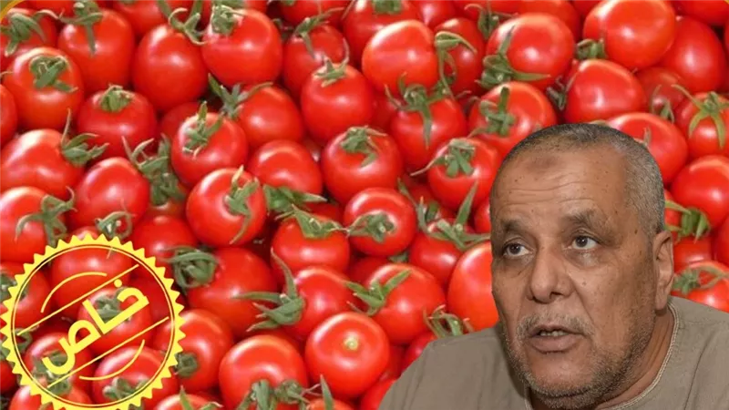 «مجنونة يا أوطة».. سر تراجع أسعار الطماطم من 50 لـ 8 جنيهات| خاص 