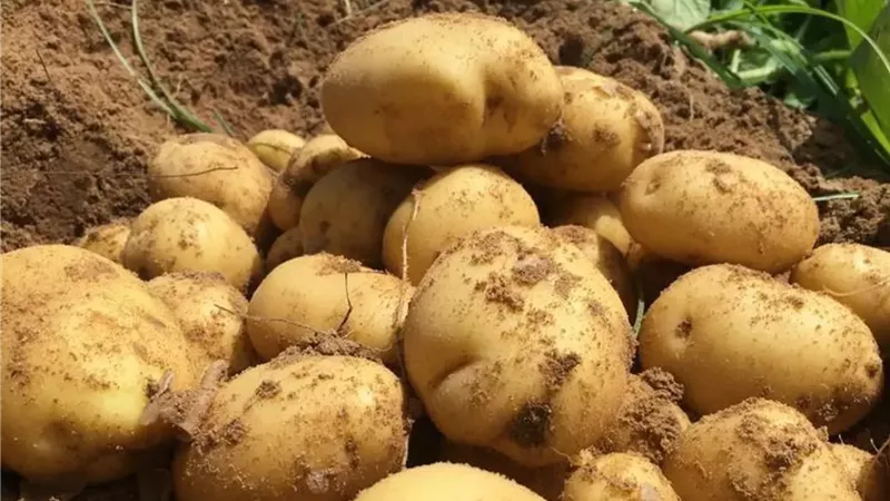 خلال مايو.. المعمل المركزي للبطاطس يعزز الرقابة على الإنتاج والتصدير