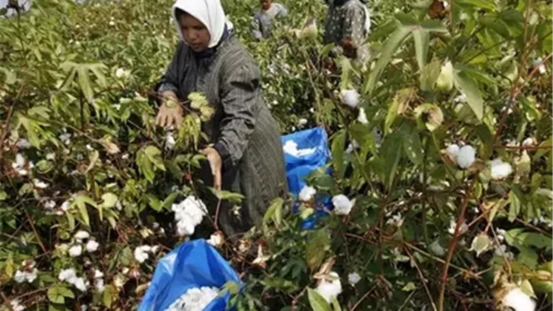 التعبئة والإحصاء: تراجع إنتاج وصادرات القطن المصري وارتفاع المخزون 2025