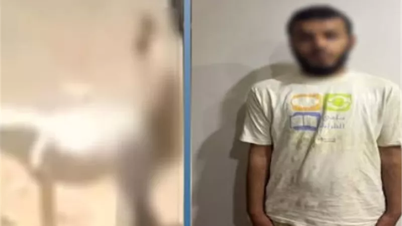بعد تداول الفيديو.. ضبط عاطل تعدى على حمار بشبين القناطر