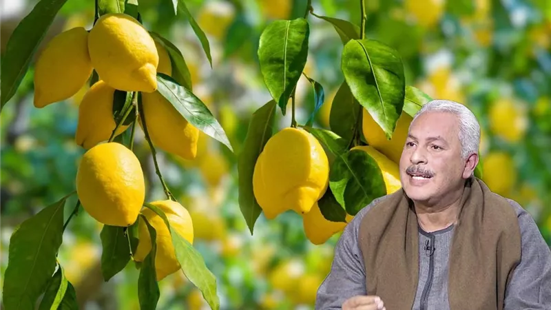 40 ألف فدان من الليمون.. هل يفتح أسواق العالم أم يواجه أزمة إنتاج؟| خاص 