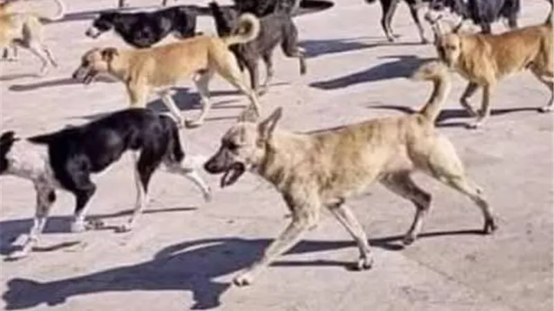 أغلبهم أطفال.. تسجيل 13 حالة عقر بسبب الكلاب الضالة جنوب الأقصر