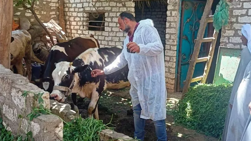  تحصين 175 ألفًا رأس ماشية في ختام حملة التحصين ضد الحمى بالمنيا