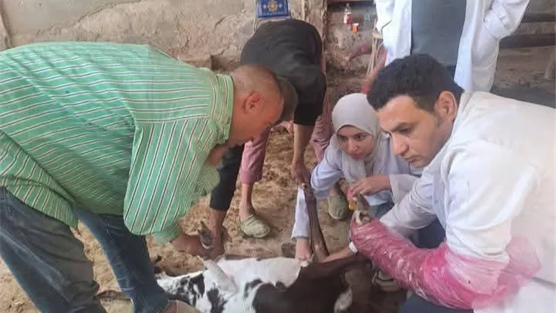 «الخدمات البيطرية» تواصل تطوير منظومة التلقيح الاصطناعي 