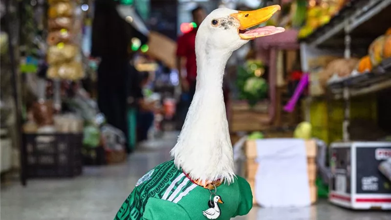 سفيرة المكسيك الغريبة 