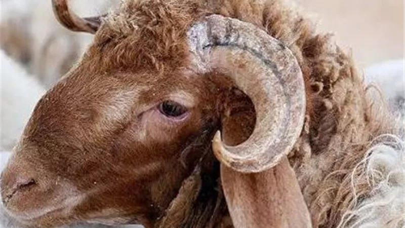 هل يجوز إخراج قيمة الذبيحة بدلًا من ذبحها في النذر؟.. أمين الفتوى يوضح