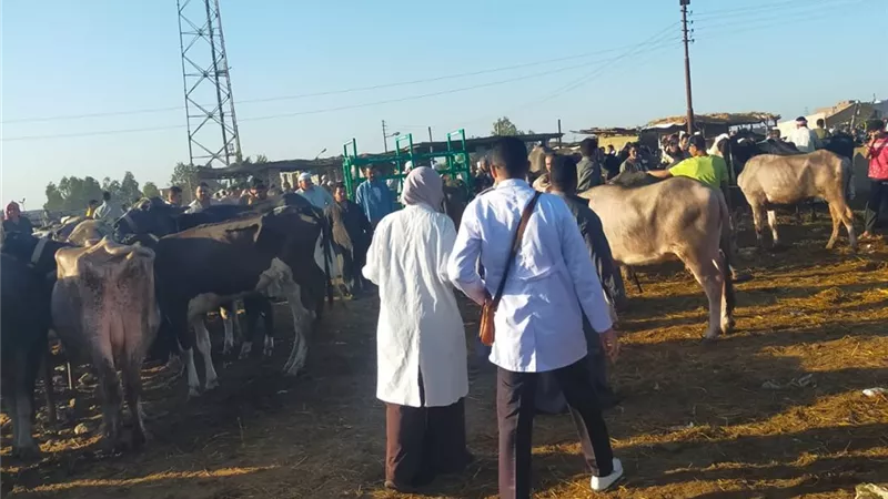 بيطري الإسماعيلية يواصل أعمال التقصي الإكلينيكي بسوق الماشية بالقصاصين