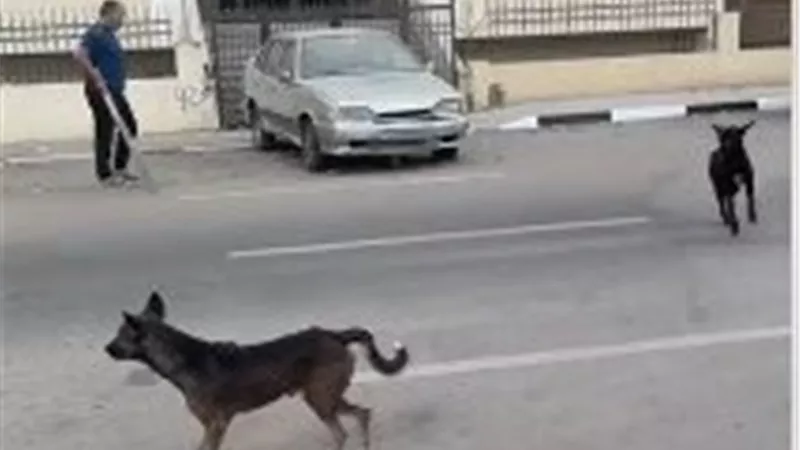 الأمن يفحص فيديو لشخص يعتدي على كلاب الشارع في المقطم