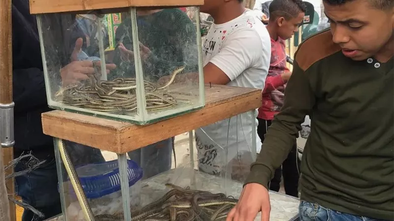 عيني عينك .. سوق الحيوانات المفترسة بالسيدة عائشة يخرج لسانه للجميع