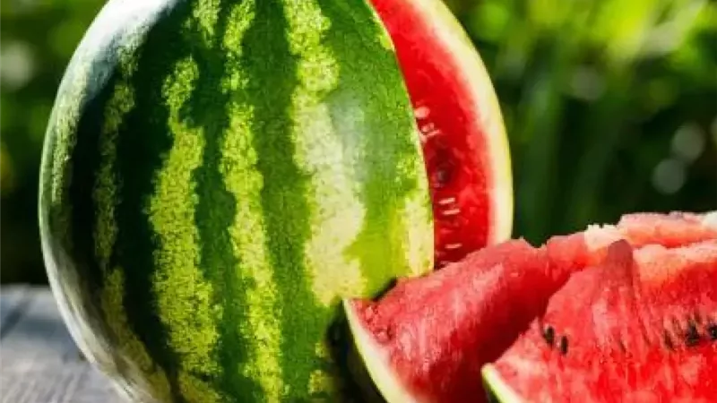 بعد أزمة الـ300 جنيه.. ما البيئة المناسبة لزراعة البطيخ؟