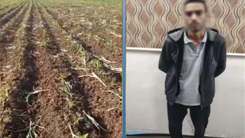 ضبط عامل اتهم بإتلاف محصول مزارع بسبب خلاف إيجار أرض