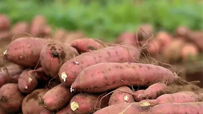 هل البطاطا مشروع زراعي مربح؟.. نقيب الفلاحين يكشف إنتاجية الفدان وتكلفته