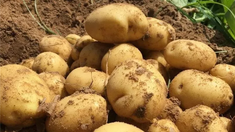 600 ألف فدان بطاطس في مصر.. ونقيب الفلاحين يوضح حجم الصادرات السنوي| خاص 