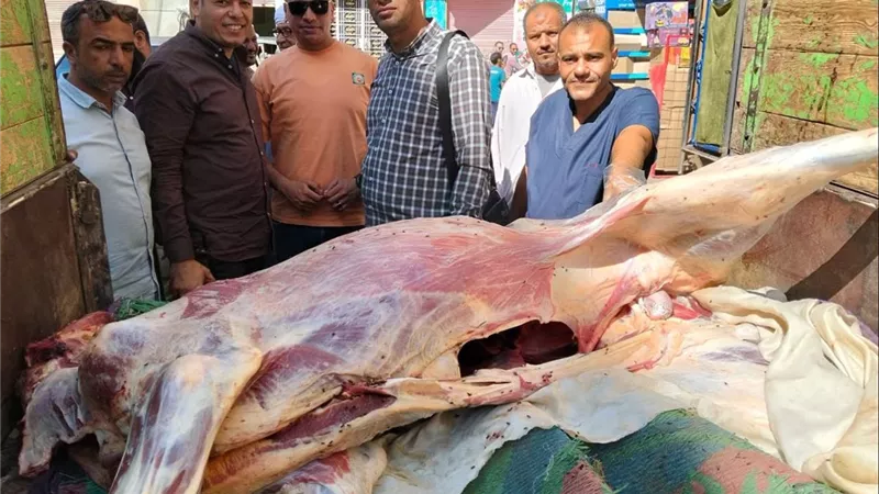 ضبط 520 كيلو من اللحوم والدواجن الفاسدة في أسيوط