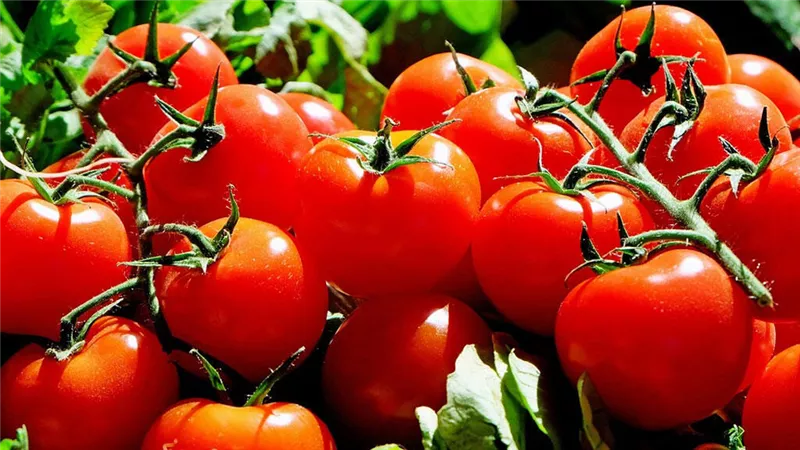 دراسة: الطماطم قد تحمي القلب وتخفض خطر الإصابة بأمراض الأوعية الدموية