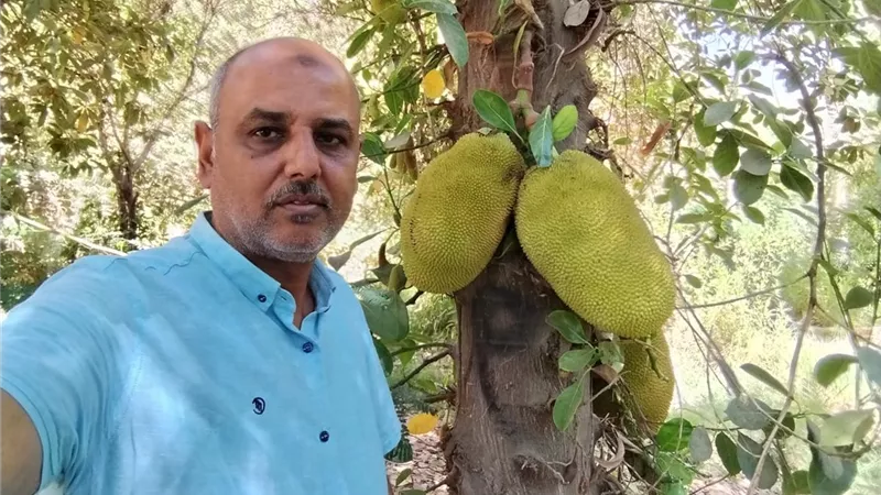 لماذا يصف الخبراء الجاك فروت بأنها فاكهة المستقبل؟.. خبير بساتين يوضح|خاص 