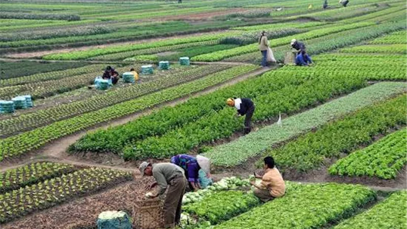 تغير المناخ: ارتفاع الحرارة والرطوبة يفرض ضغوطًا فسيولوجية على الزراعة