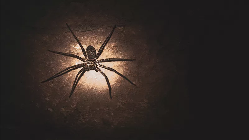 Huntsman Spider.. أسرع عنكبوت في العالم 