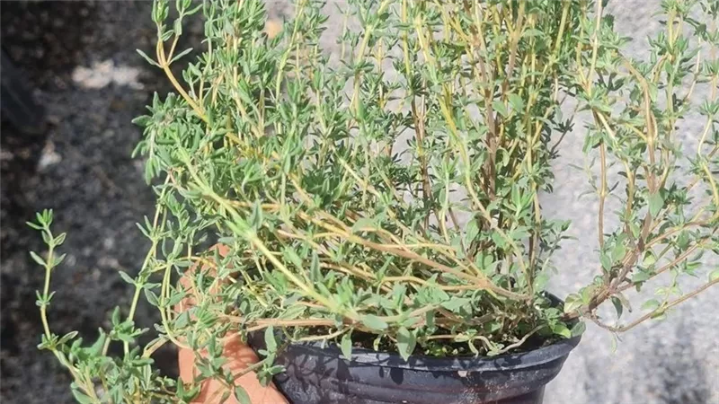 خطوات زراعة الزعتر في البيت من البداية حتى الحصاد