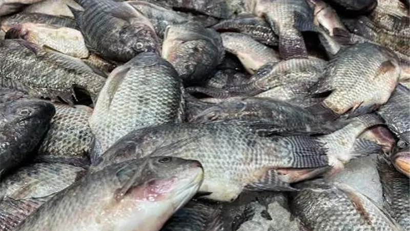تنمية الثروة السمكية تتواصل.. ضخ 15 مليون وحدة زريعة لزيادة المخزون السمكي